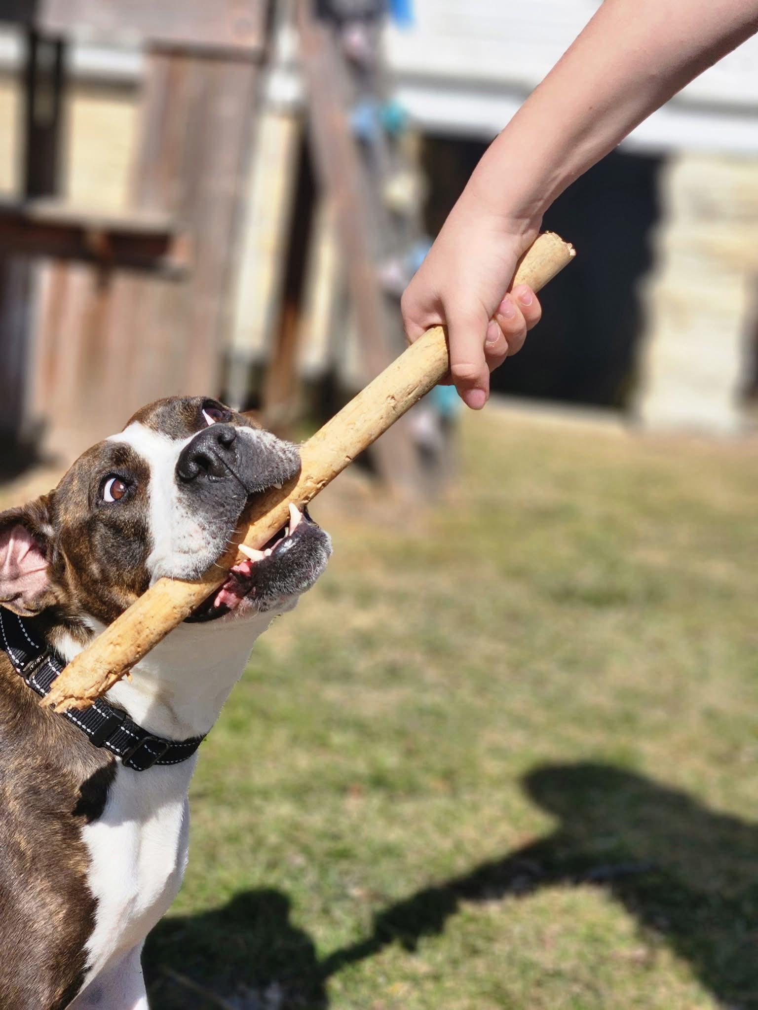 Enlarge Grand Marnier, a Adoptable Pit Bull Terrier in Wheaton, IL image 2/6