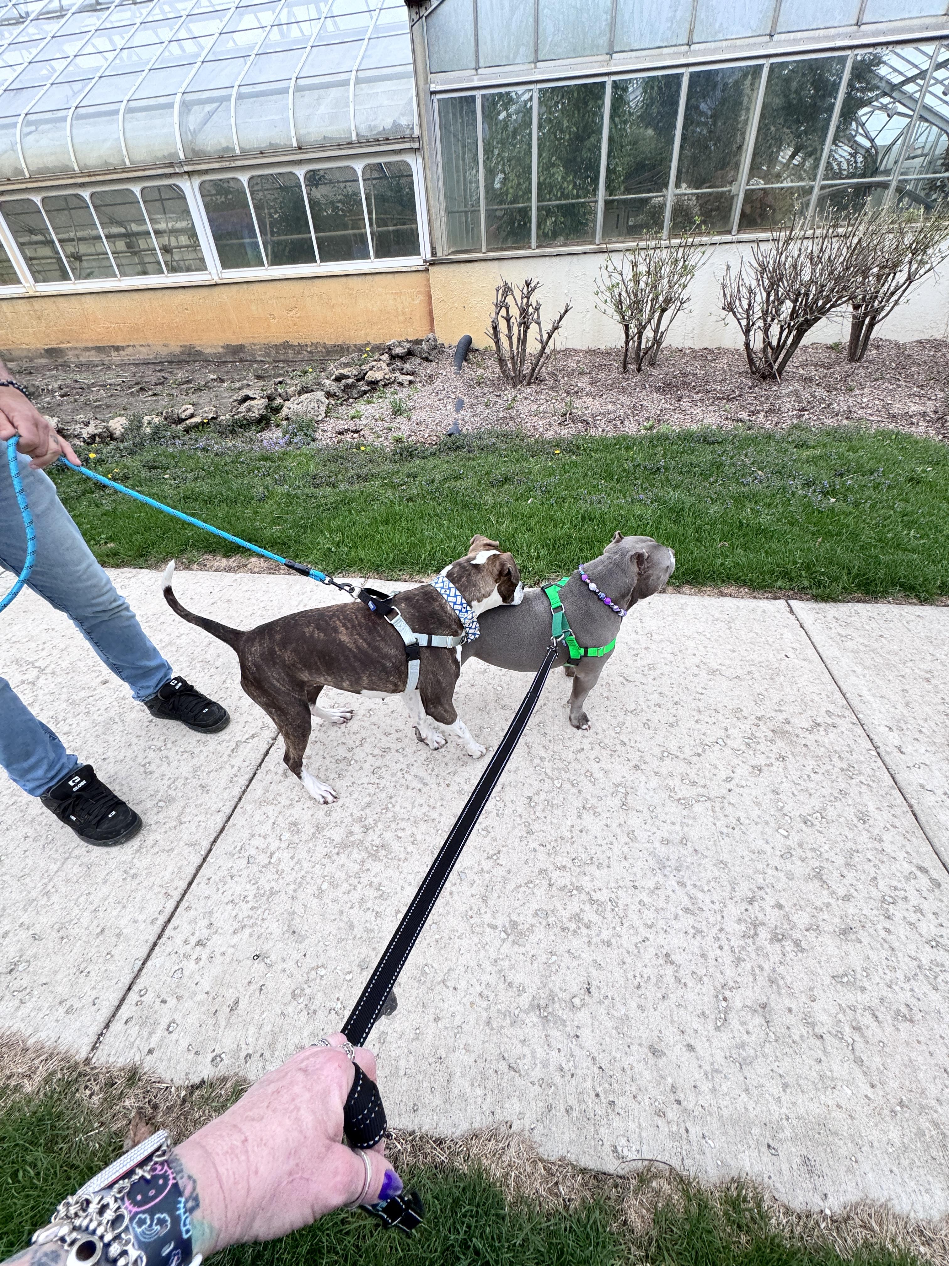 Enlarge Grand Marnier, a Adoptable Pit Bull Terrier in Wheaton, IL image 3/6