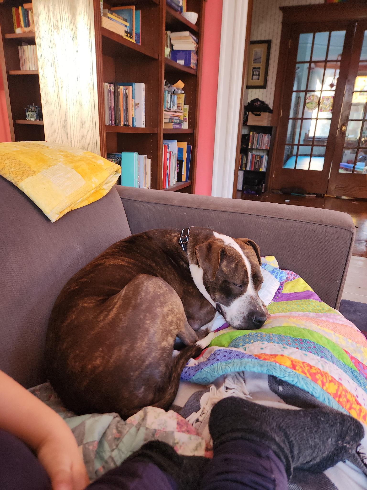 Enlarge Grand Marnier, a Adoptable Pit Bull Terrier in Wheaton, IL image 4/6