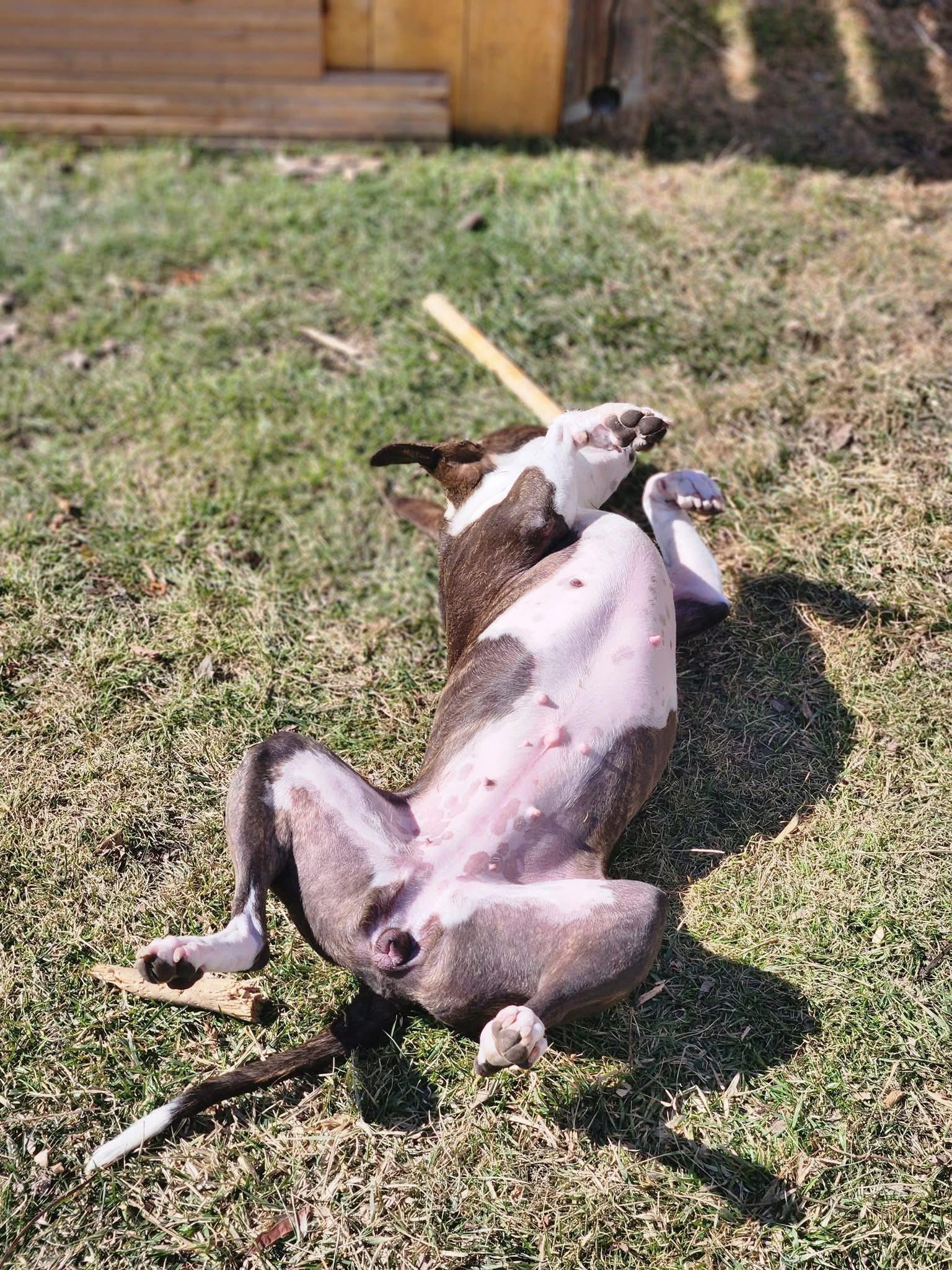 Enlarge Grand Marnier, a Adoptable Pit Bull Terrier in Wheaton, IL image 4/6