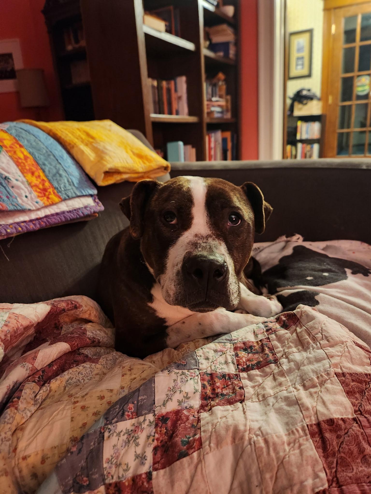 Enlarge Grand Marnier, a Adoptable Pit Bull Terrier in Wheaton, IL image 5/6