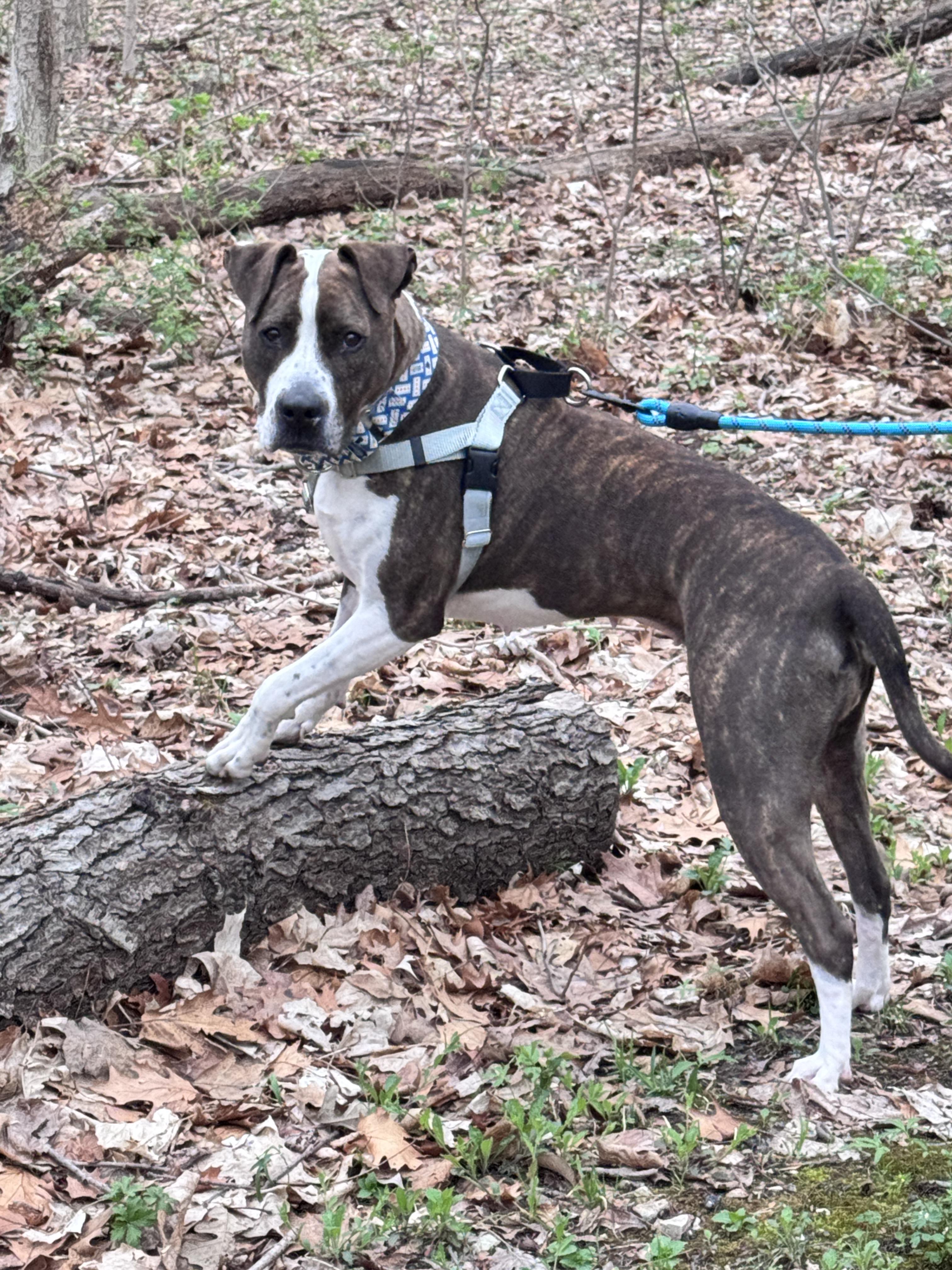 Enlarge Grand Marnier, a Adoptable Pit Bull Terrier in Wheaton, IL image 6/6