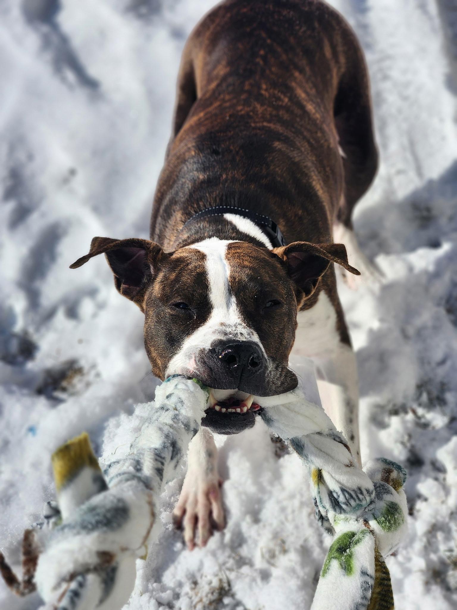 Enlarge Grand Marnier, a Adoptable Pit Bull Terrier in Wheaton, IL image 6/6