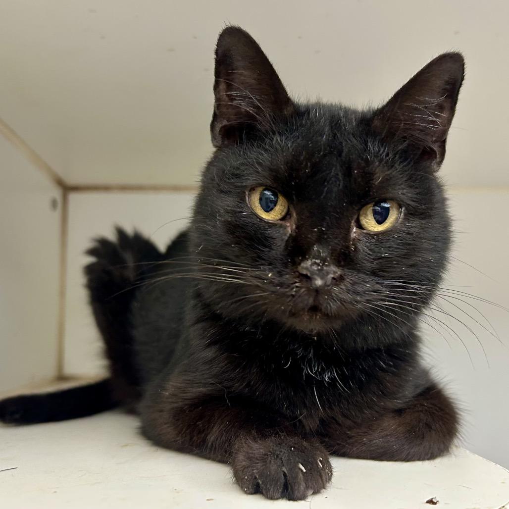 Rosa Diaz, Adoptable, Adult Female Domestic Short Hair.