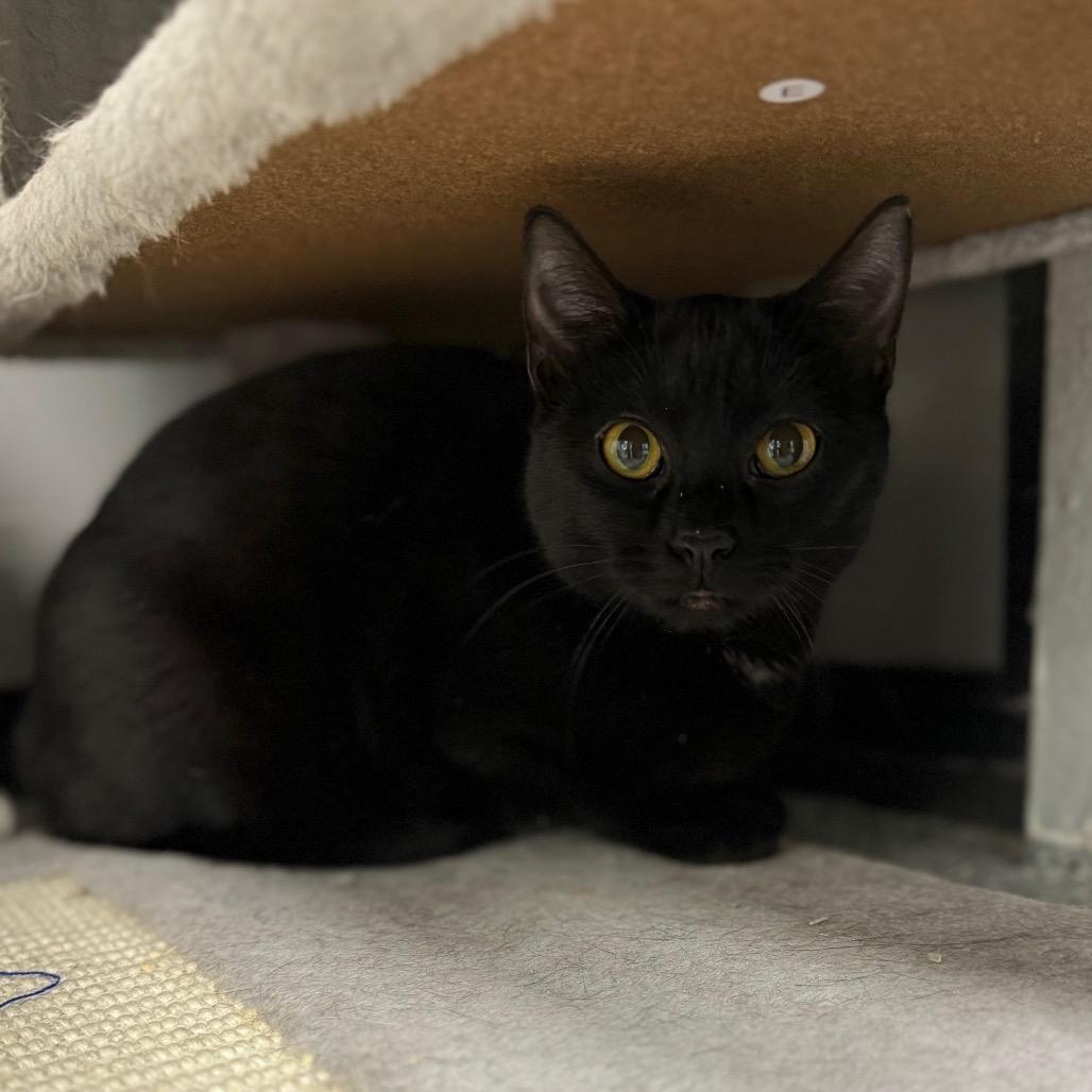 Stevie Nicks, ADOPTABLE, Young Female Domestic Short Hair.