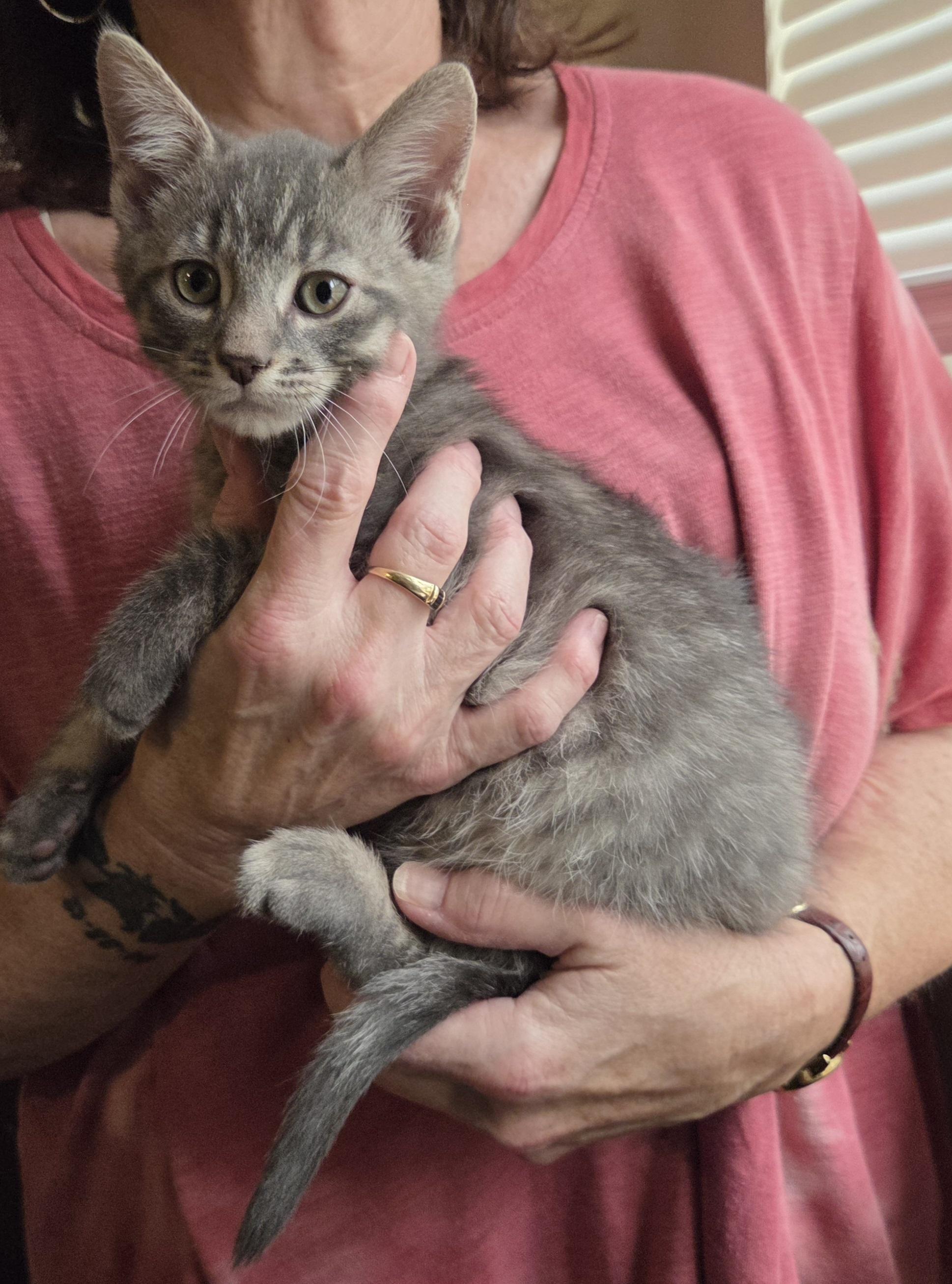 Bailey, adopted, Kitten Male Domestic Short Hair.