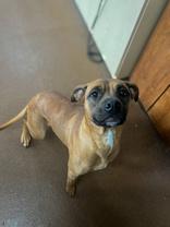 Enlarge Lizzie Bee, a Adoptable Boxer in Winfield, KS image 1/1