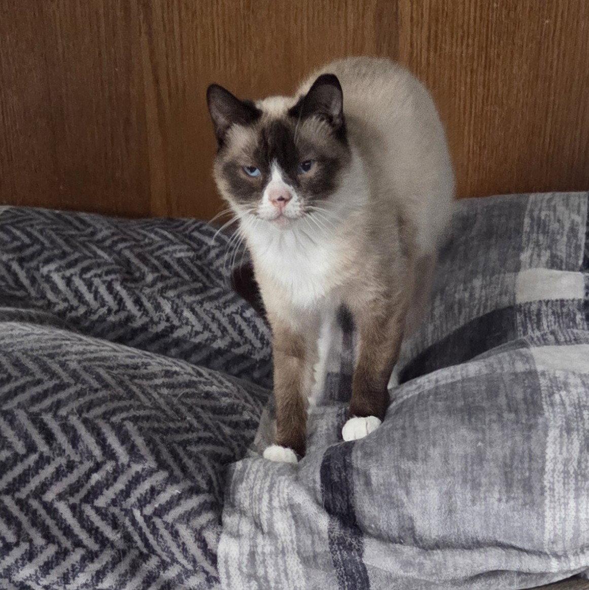 Enlarge Bella Blue, a Adopted mixed breed in Forest Lake, MN image 2/3