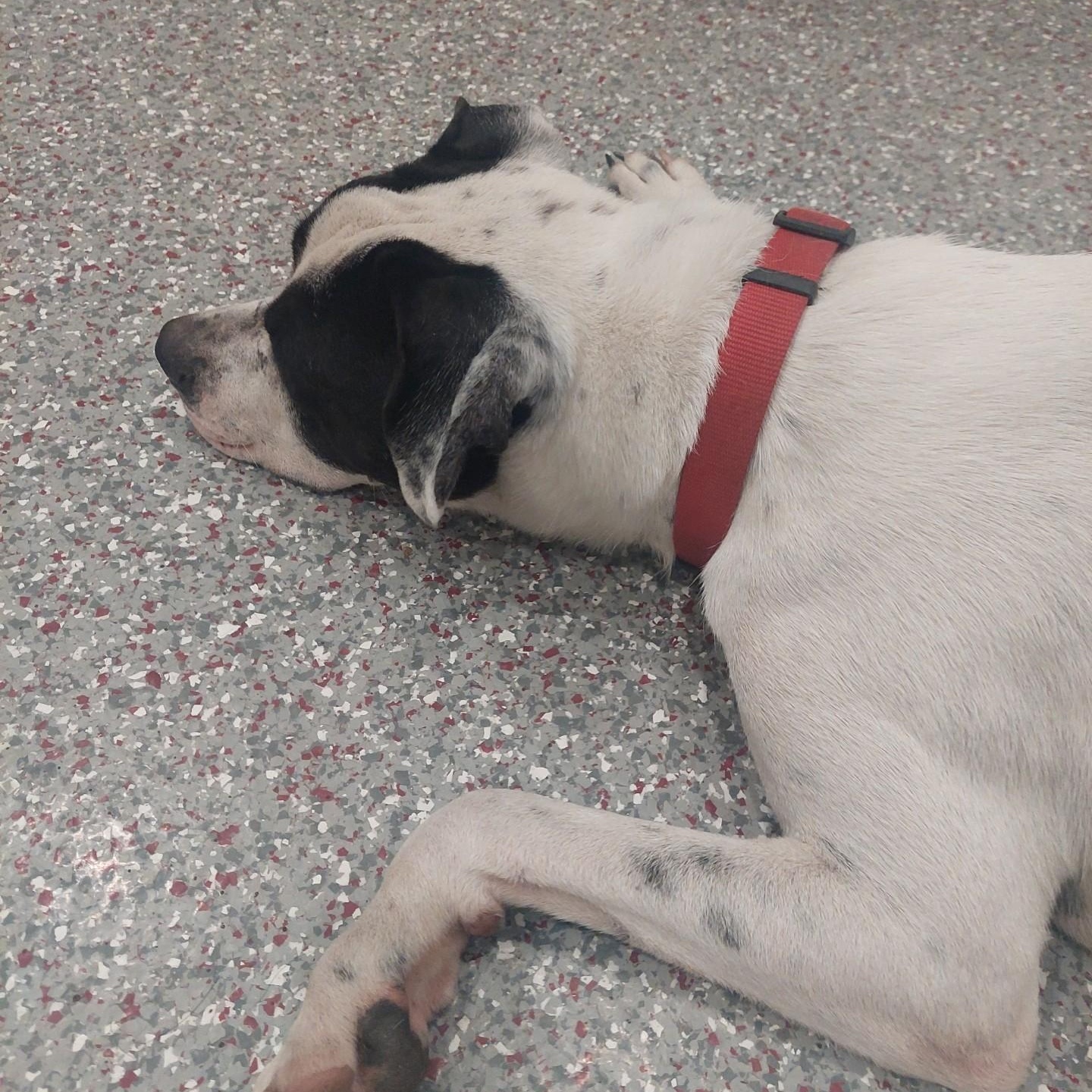 NEIKO (Kind, Sweet, Playful, Loves Dogs, Water & His People) See New Video