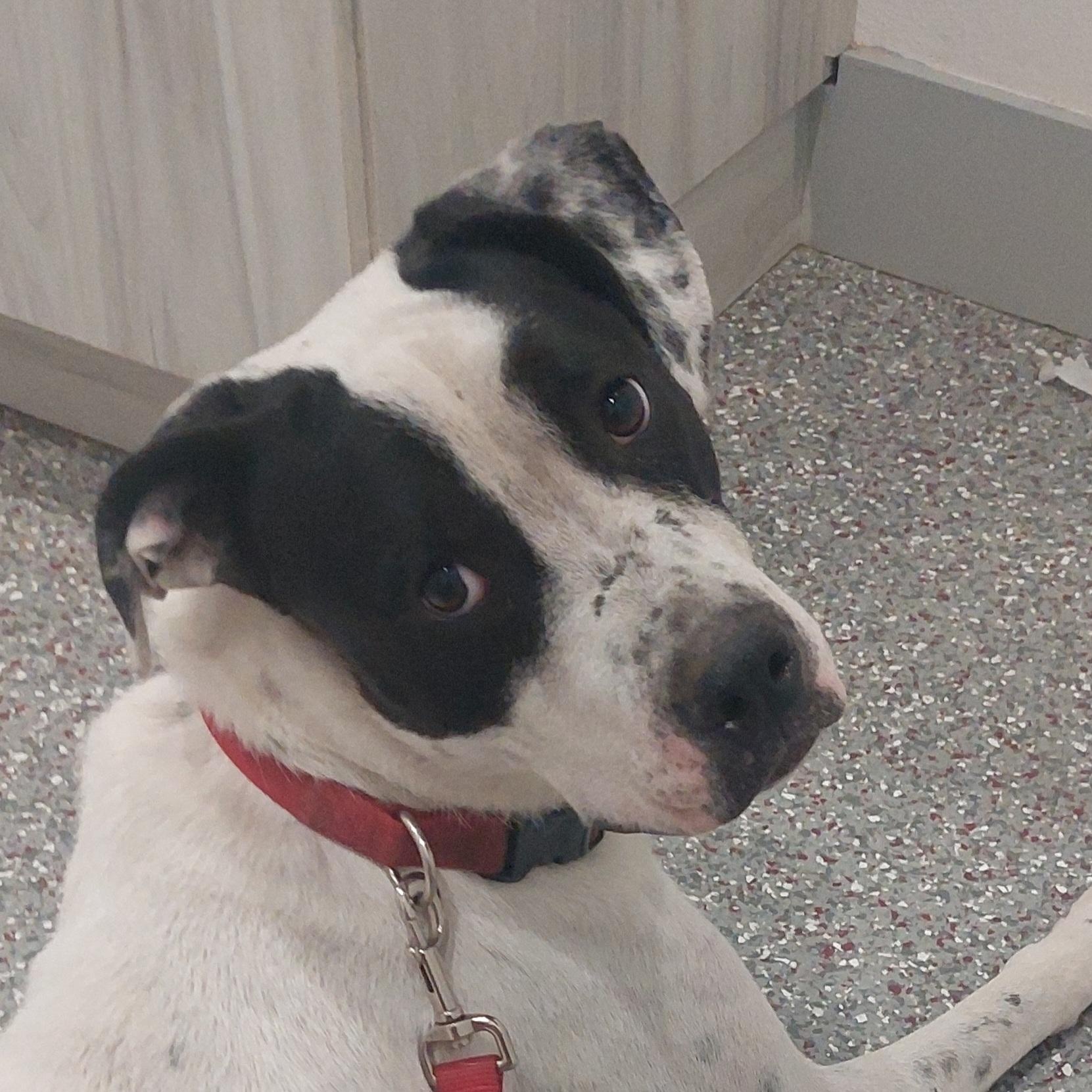 NEIKO (Kind, Sweet, Playful, Loves Dogs, Water & His People) See New Video — thumbnail 5