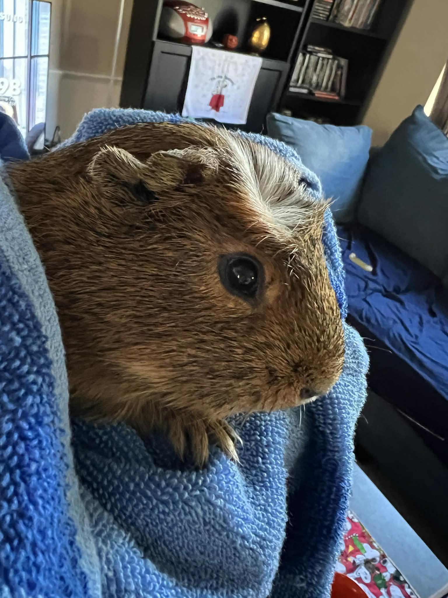Enlarge Oreo, a Adoptable Guinea Pig in Aurora, IL image 1/2