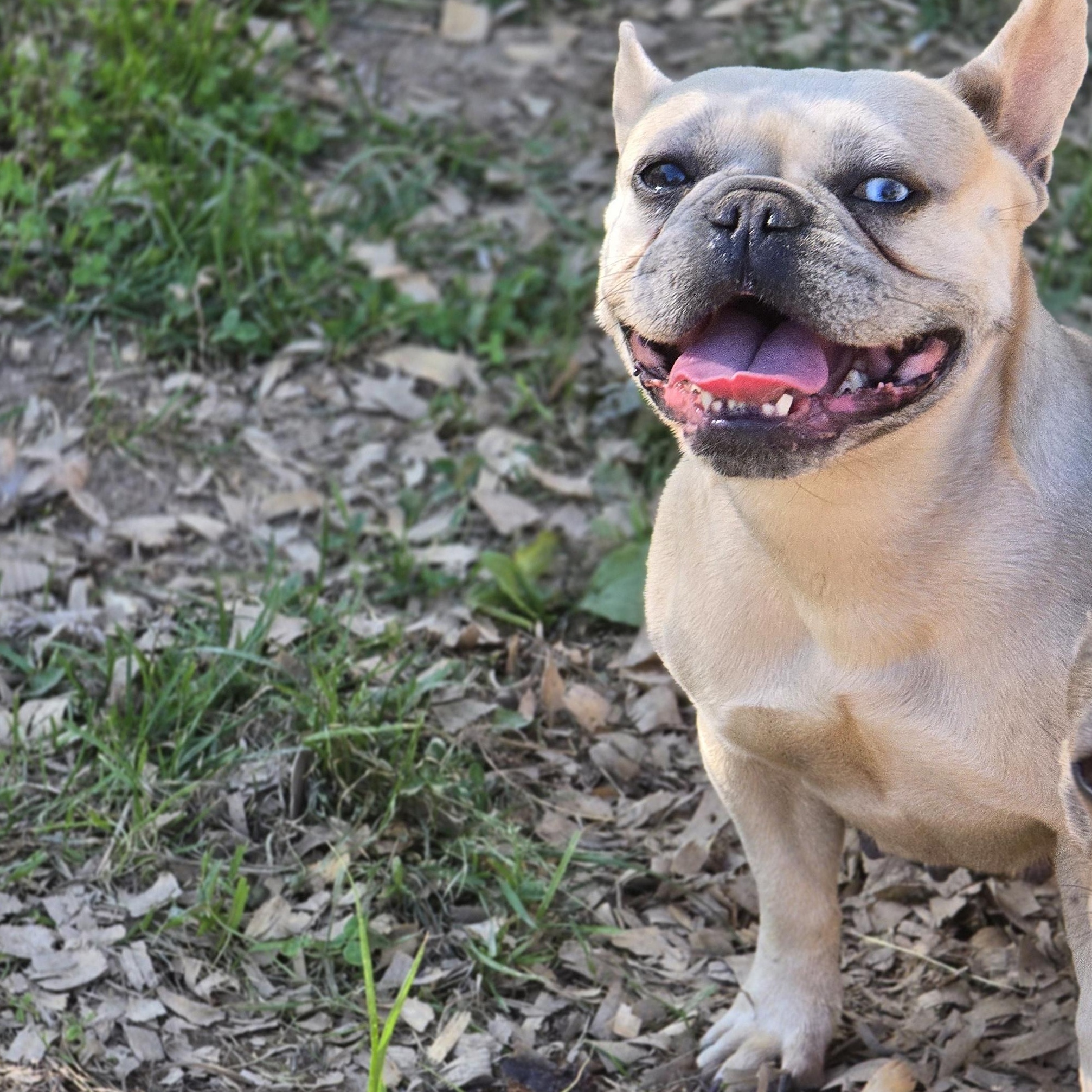 Paige, an adopted French Bulldog in Zaleski, OH image 1/2