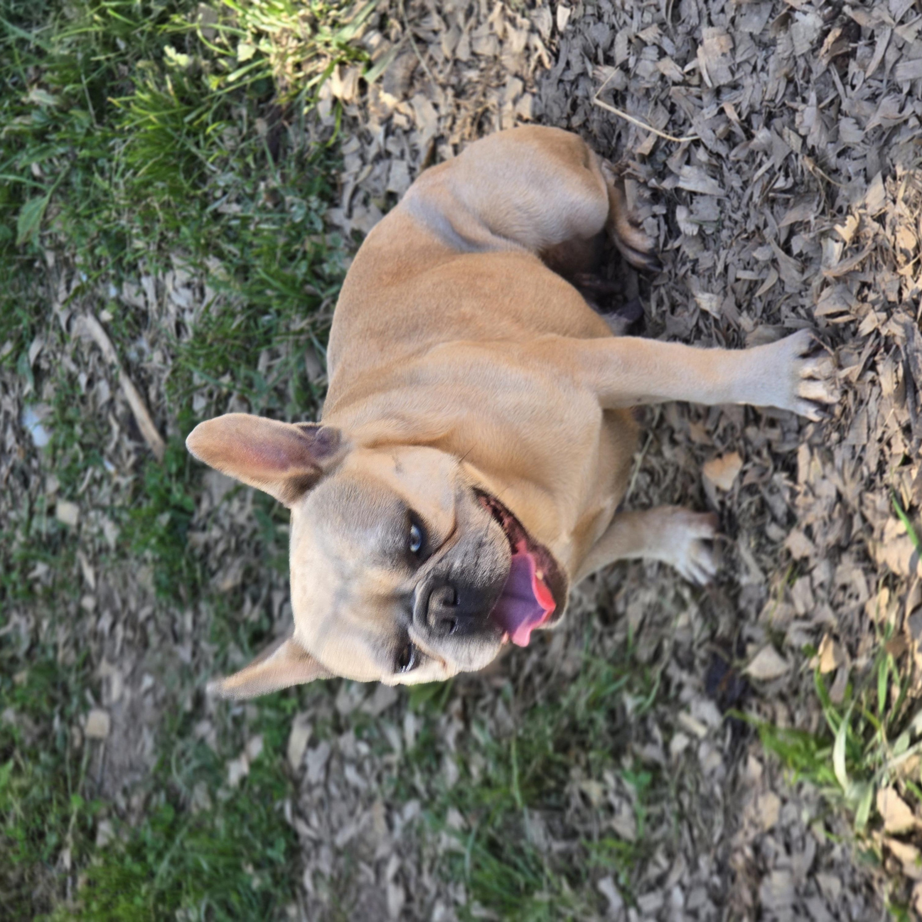 Paige, an adopted French Bulldog in Zaleski, OH image 2/2