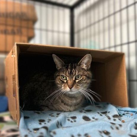 Mia Mia on the Wall, Adoptable, Senior Female Domestic Short Hair.