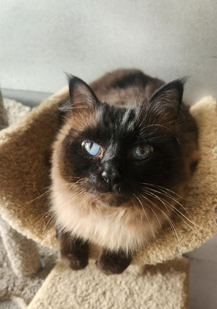 Conrad, Adoptable, Adult Male Himalayan.