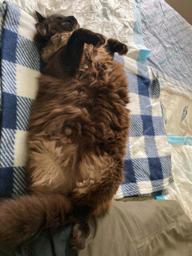 Enlarge Conrad, a Adoptable Himalayan in Hoover , AL image 2/5