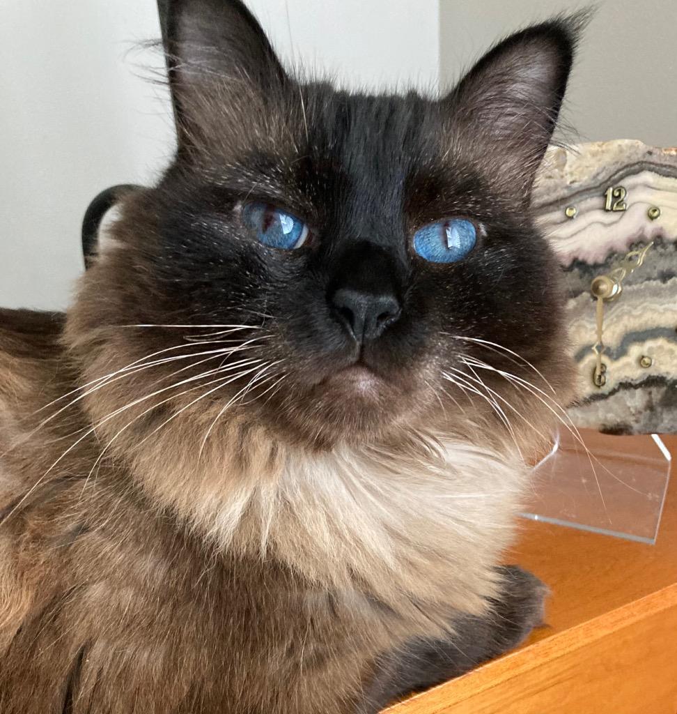 Enlarge Conrad, a Adoptable Himalayan in Hoover , AL image 3/5