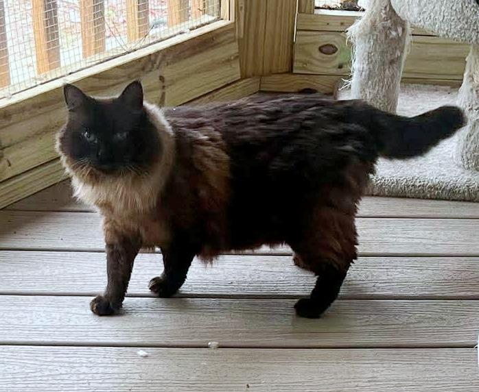 Enlarge Conrad, a Adoptable Himalayan in Hoover , AL image 4/5