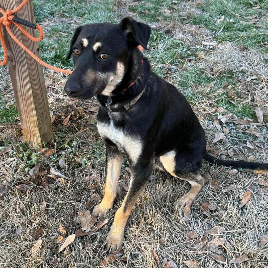Enlarge Walter, a ADOPTABLE mixed breed in Wando, SC image 1/1