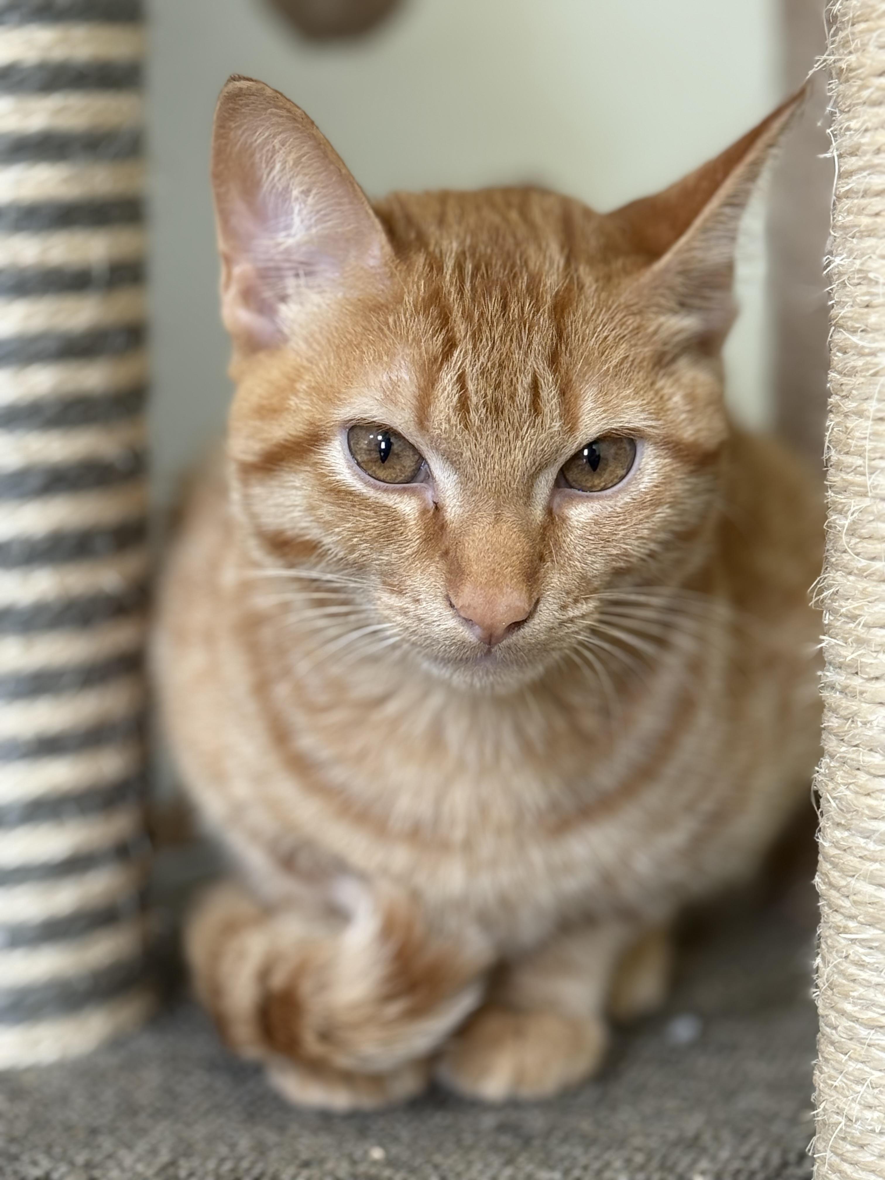 Kent, a Adoptable Domestic Short Hair in McKenzie, TN image 2/2
