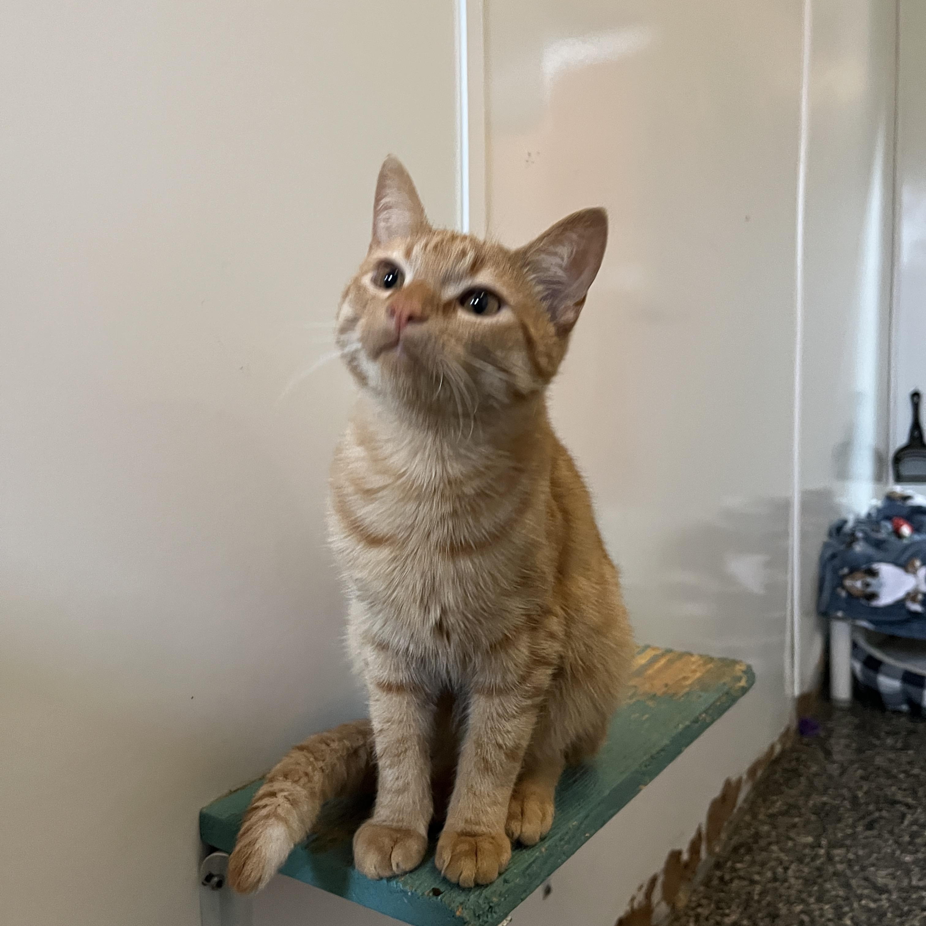 Kent, Adoptable, Young Male Domestic Short Hair.