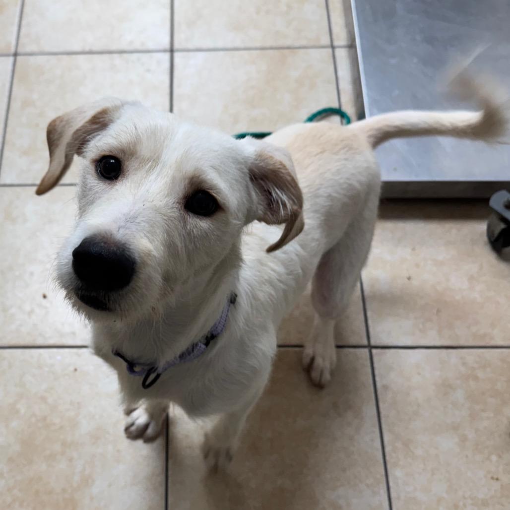Race, Adoptable, Young Male Terrier.