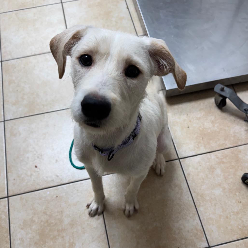 Enlarge Race, a Adoptable Terrier in Pekin, IL image 2/5