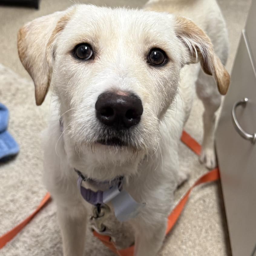 Race, a Adoptable Terrier in Pekin, IL image 1/2
