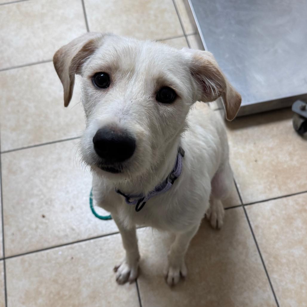 Enlarge Race, a Adoptable Terrier in Pekin, IL image 4/5