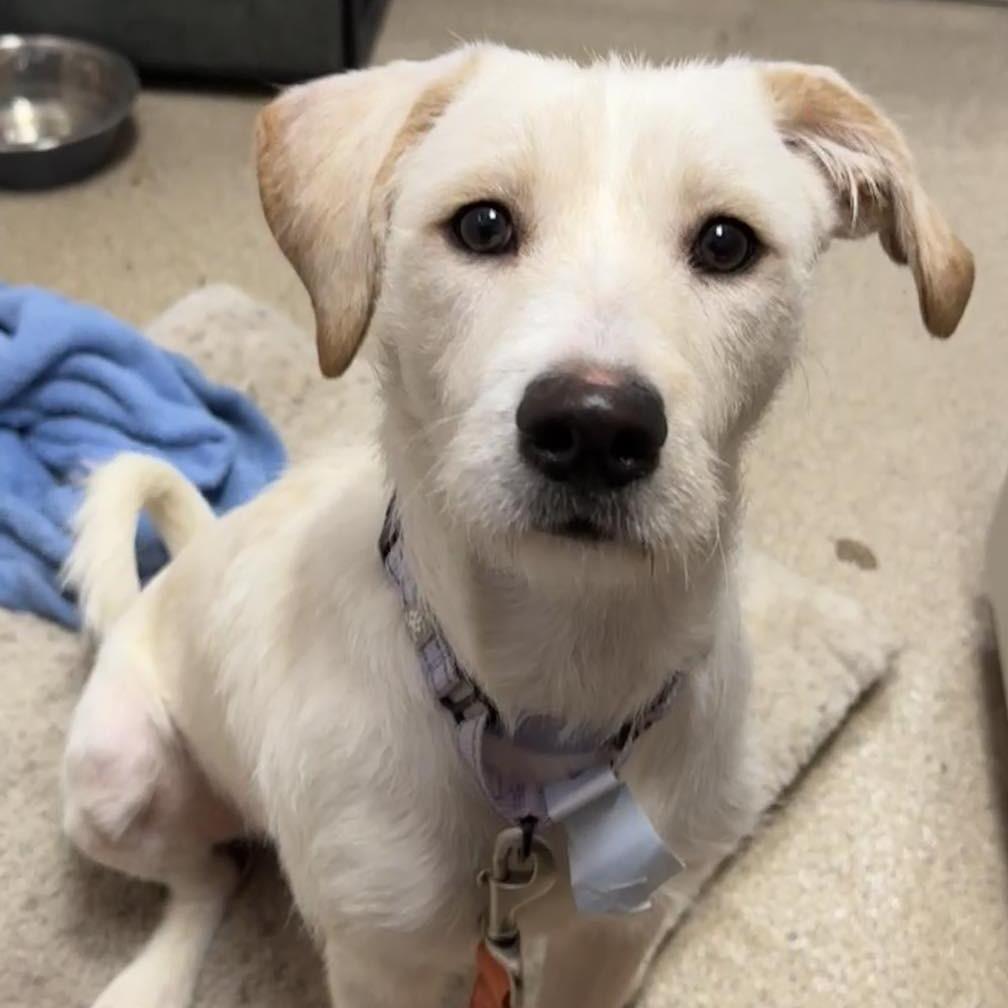 Race, a Adoptable Terrier in Pekin, IL image 2/2