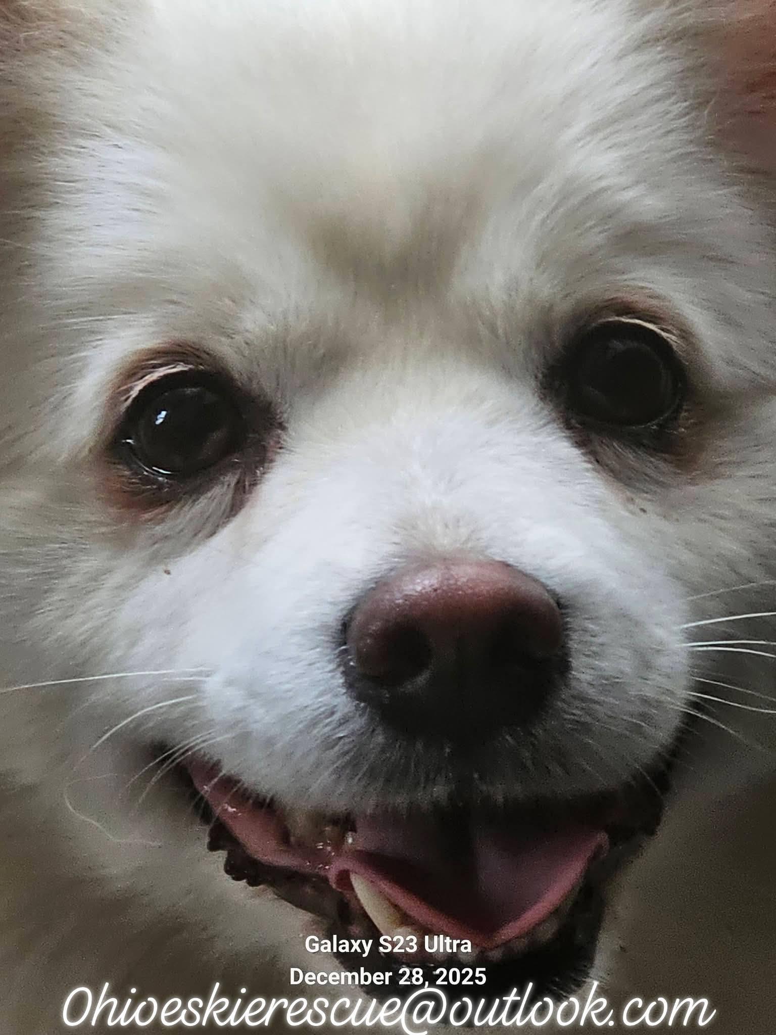 Enlarge NILLA, a ADOPTABLE American Eskimo Dog in Maineville, OH image 3/6