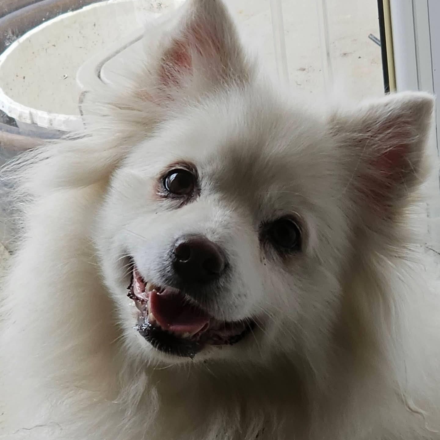 Enlarge NILLA, a ADOPTABLE American Eskimo Dog in Maineville, OH image 2/6
