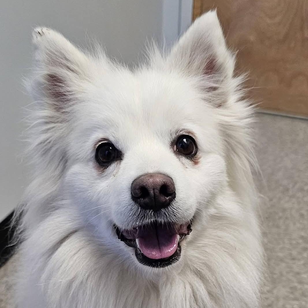 NILLA, ADOPTABLE, Adult Female American Eskimo Dog.