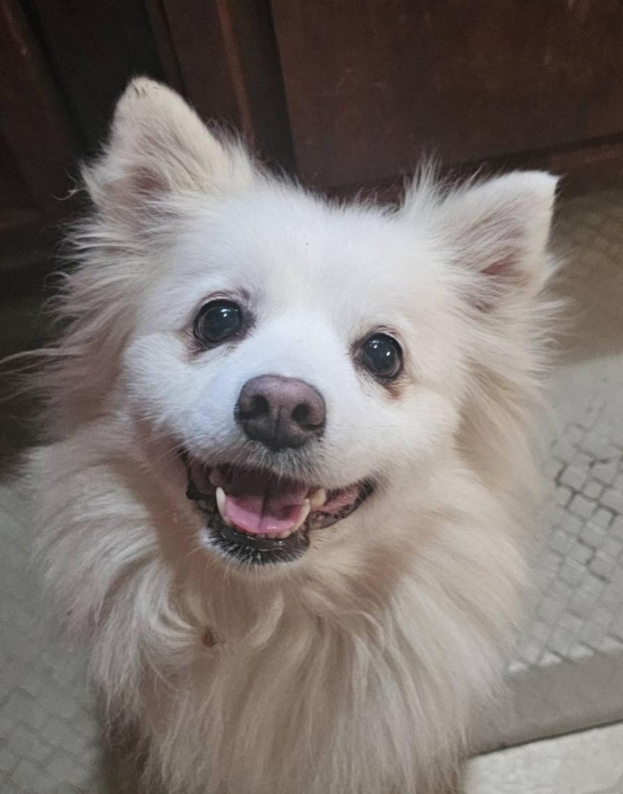 Enlarge NILLA, a ADOPTABLE American Eskimo Dog in Maineville, OH image 6/6