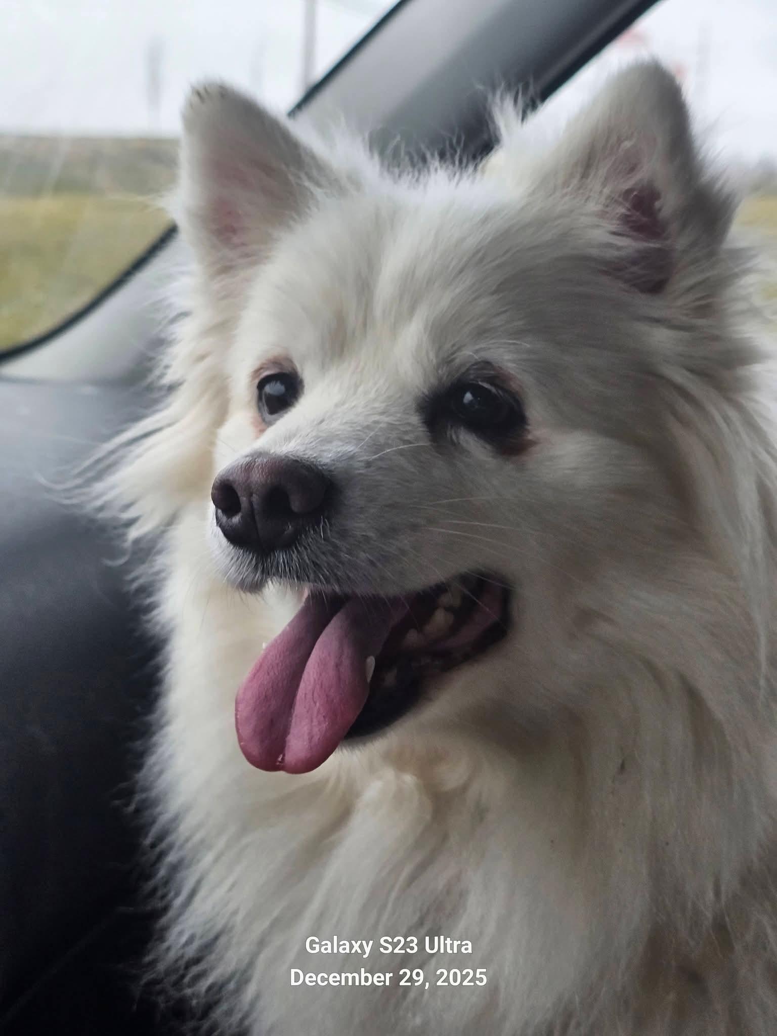 Enlarge NILLA, a ADOPTABLE American Eskimo Dog in Maineville, OH image 4/6