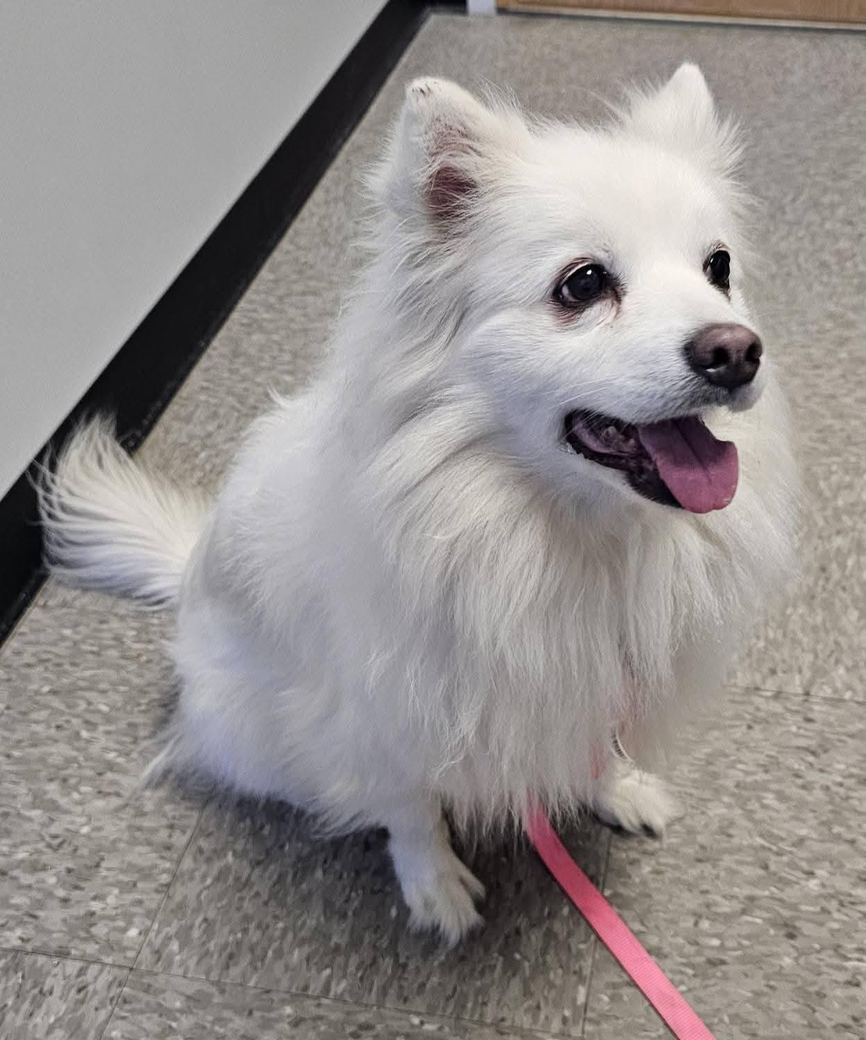 Enlarge NILLA, a ADOPTABLE American Eskimo Dog in Maineville, OH image 5/6
