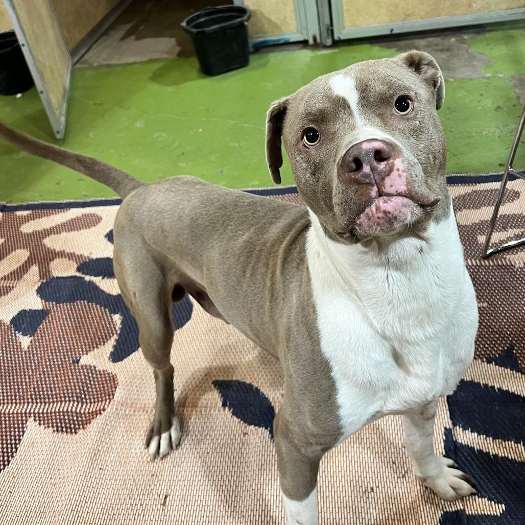 Enlarge Dozer, an adopted Pit Bull Terrier in Lawrenceburg, KY image 1/3