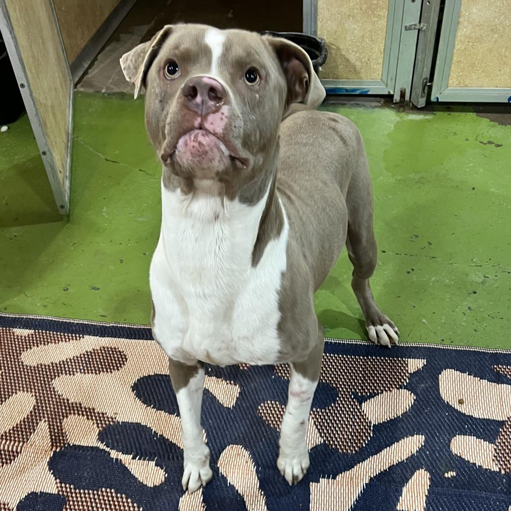 Enlarge Dozer, an adopted Pit Bull Terrier in Lawrenceburg, KY image 2/3