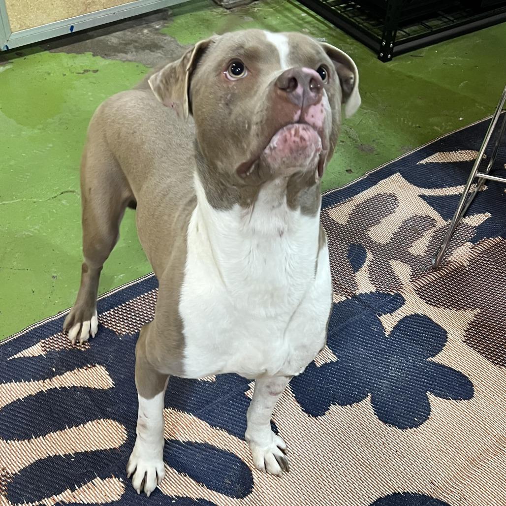 Enlarge Dozer, an adopted Pit Bull Terrier in Lawrenceburg, KY image 3/3