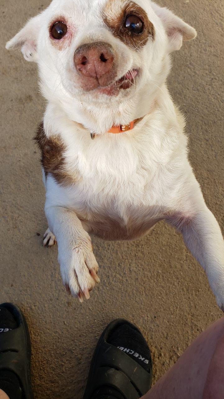 Spud — thumbnail 4