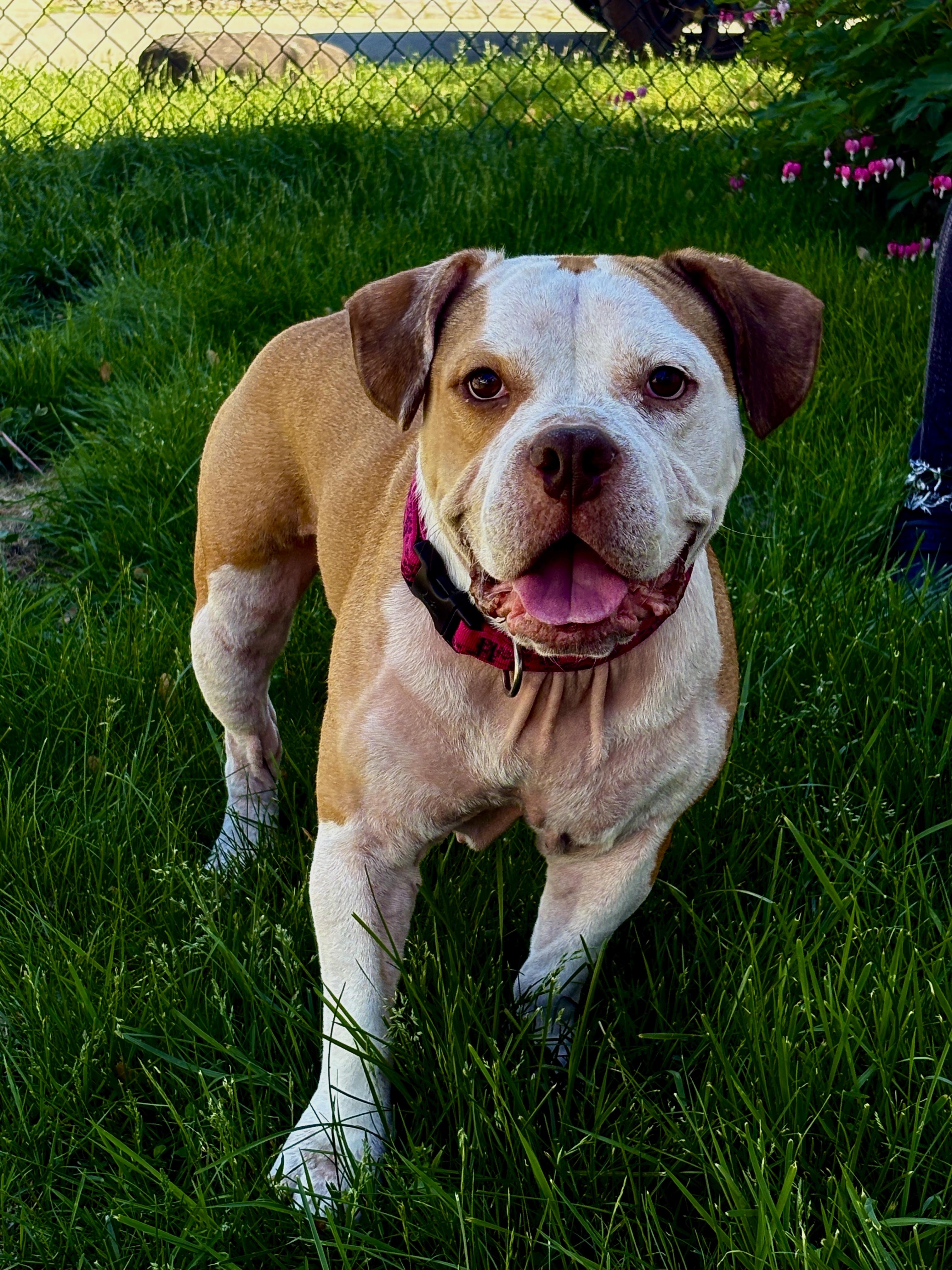 Dutchess, a Adoptable mixed breed in Latham, NY image 2/4