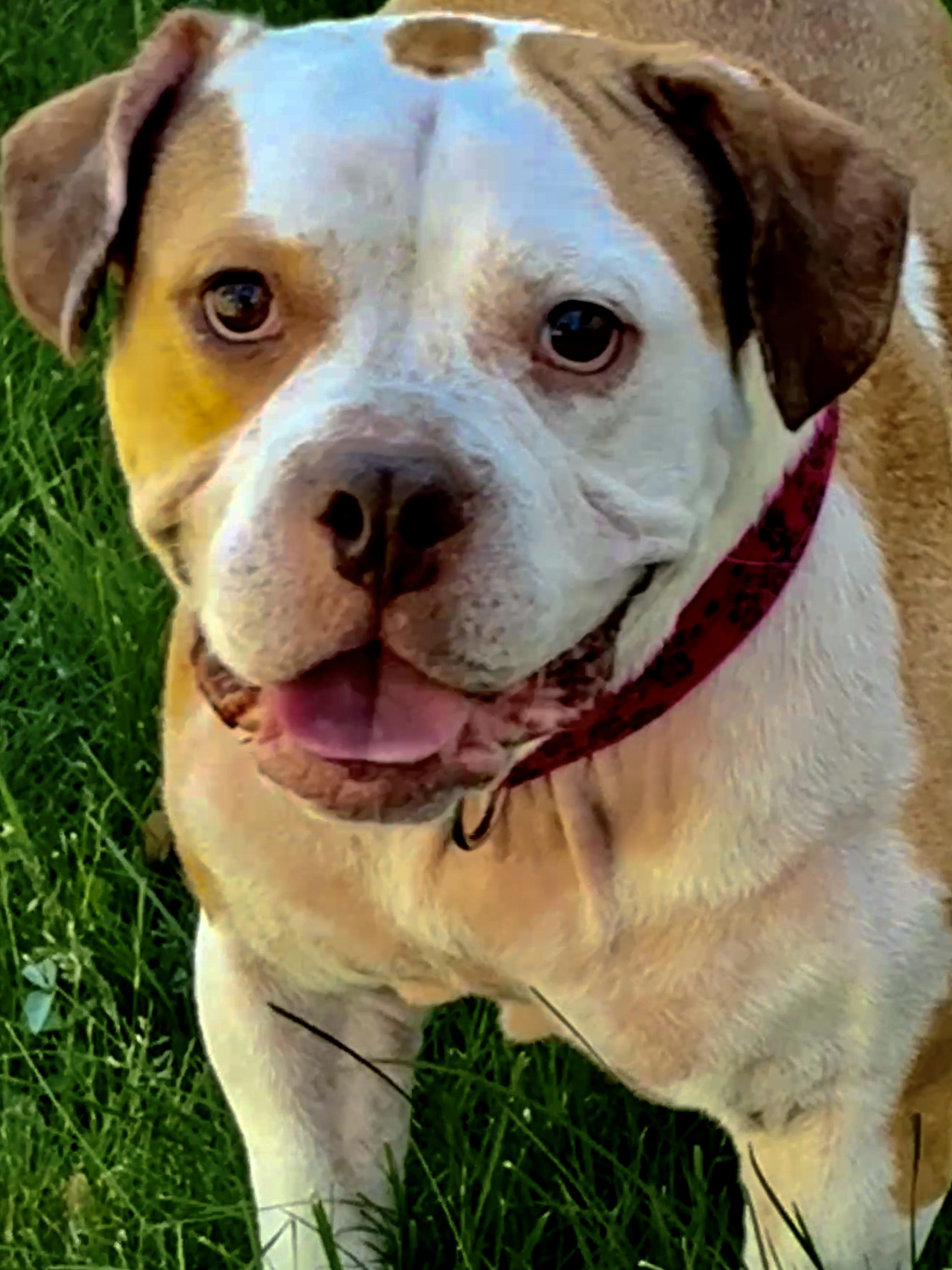 Dutchess, Adoptable, Adult Female American Staffordshire Terrier & American Bully.