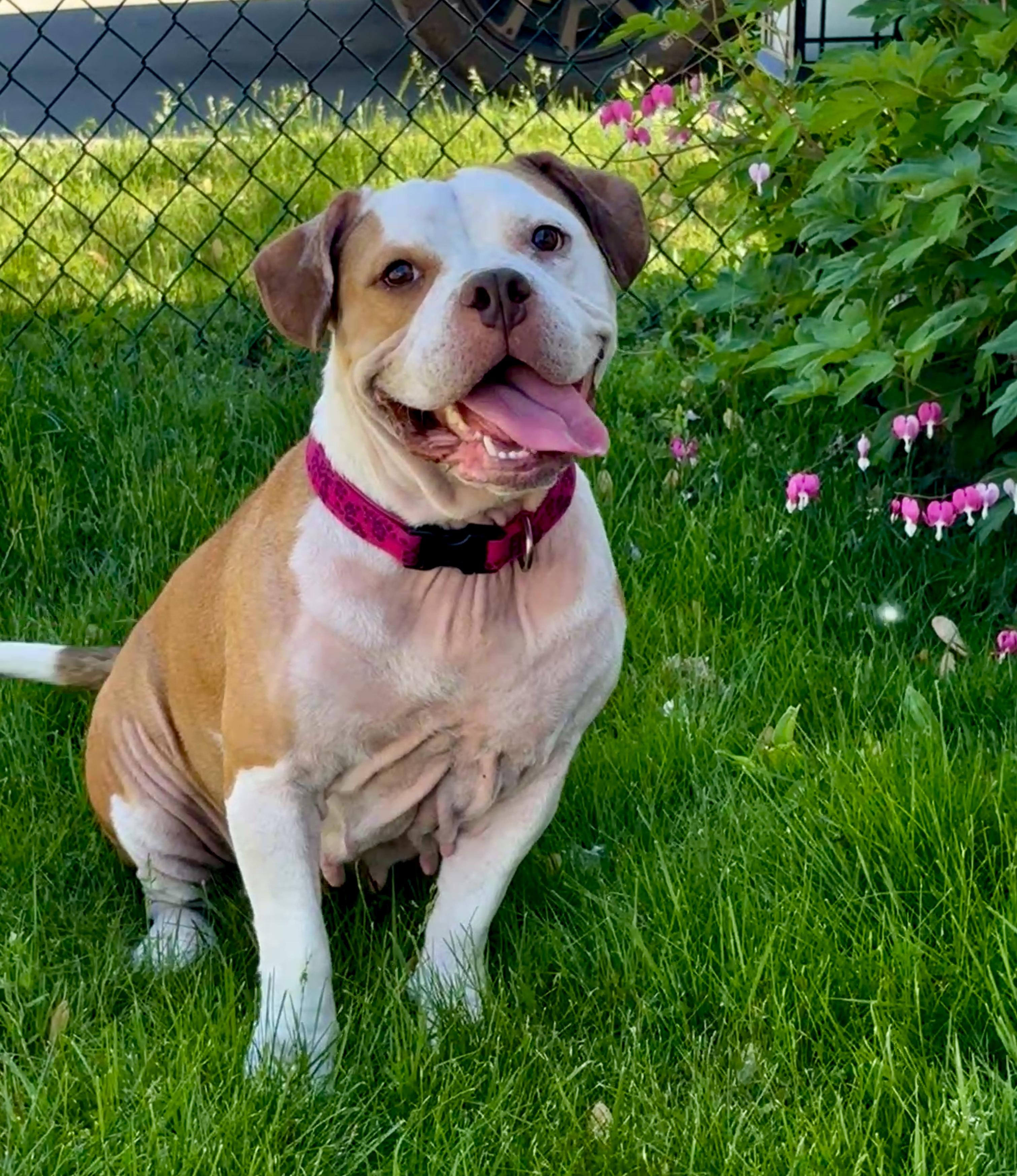 Dutchess, a Adoptable mixed breed in Latham, NY image 4/4