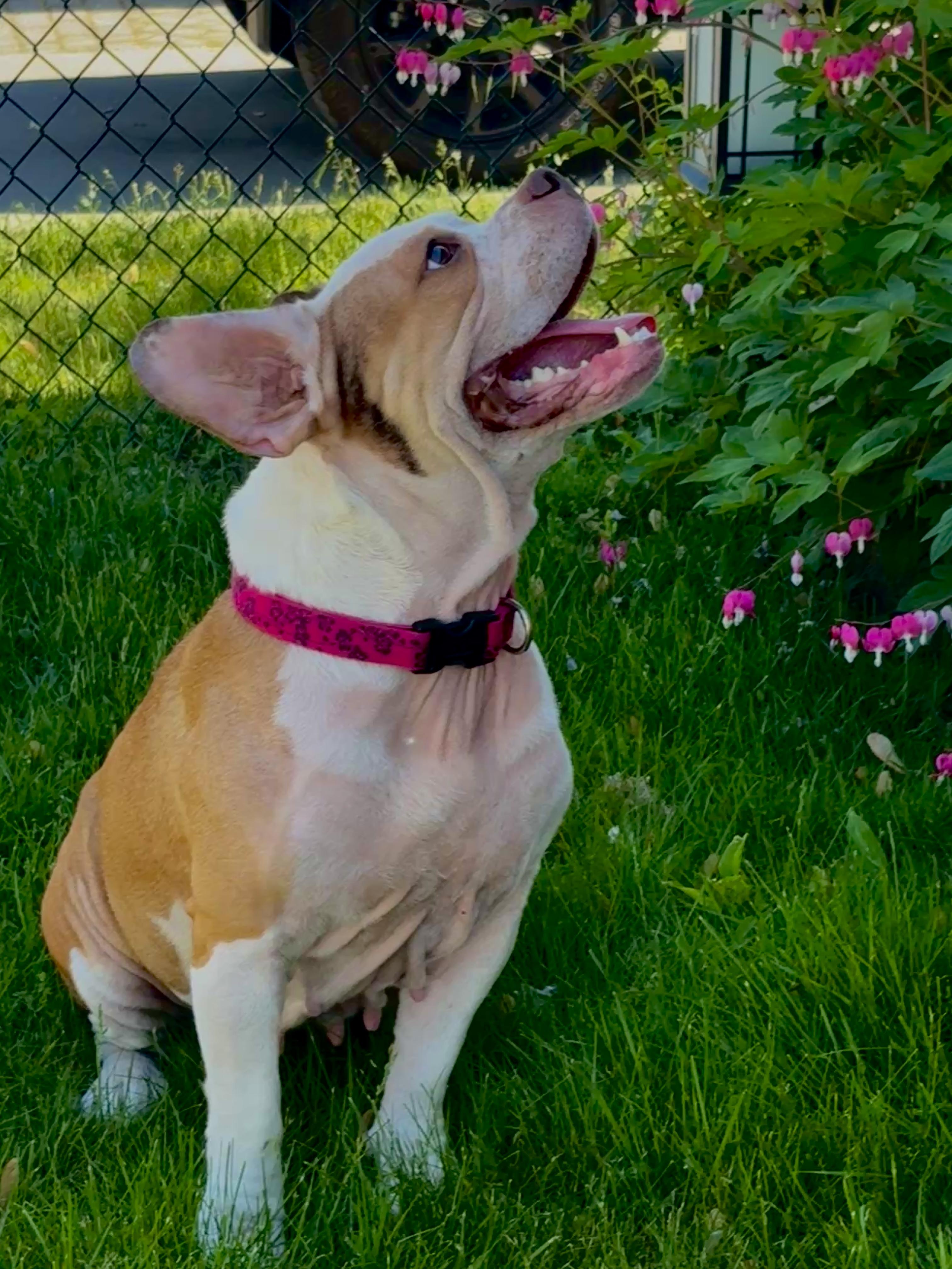Dutchess, a Adoptable mixed breed in Latham, NY image 3/4