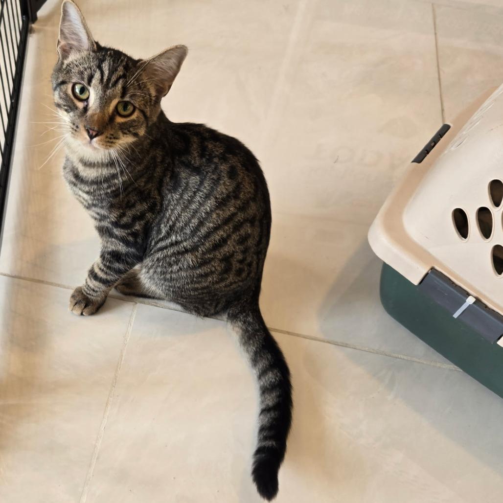 Johnny, Adoptable, Kitten Male Domestic Short Hair.