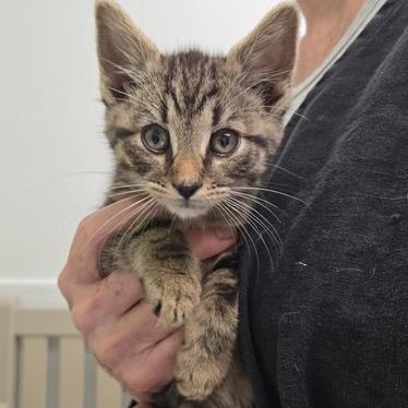 Enlarge Johnny, a Adoptable Domestic Short Hair in Richmond, VA image 2/6