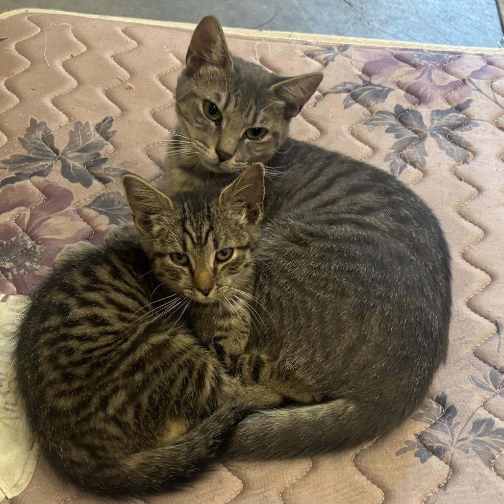 Enlarge Johnny, a Adoptable Domestic Short Hair in Richmond, VA image 3/6