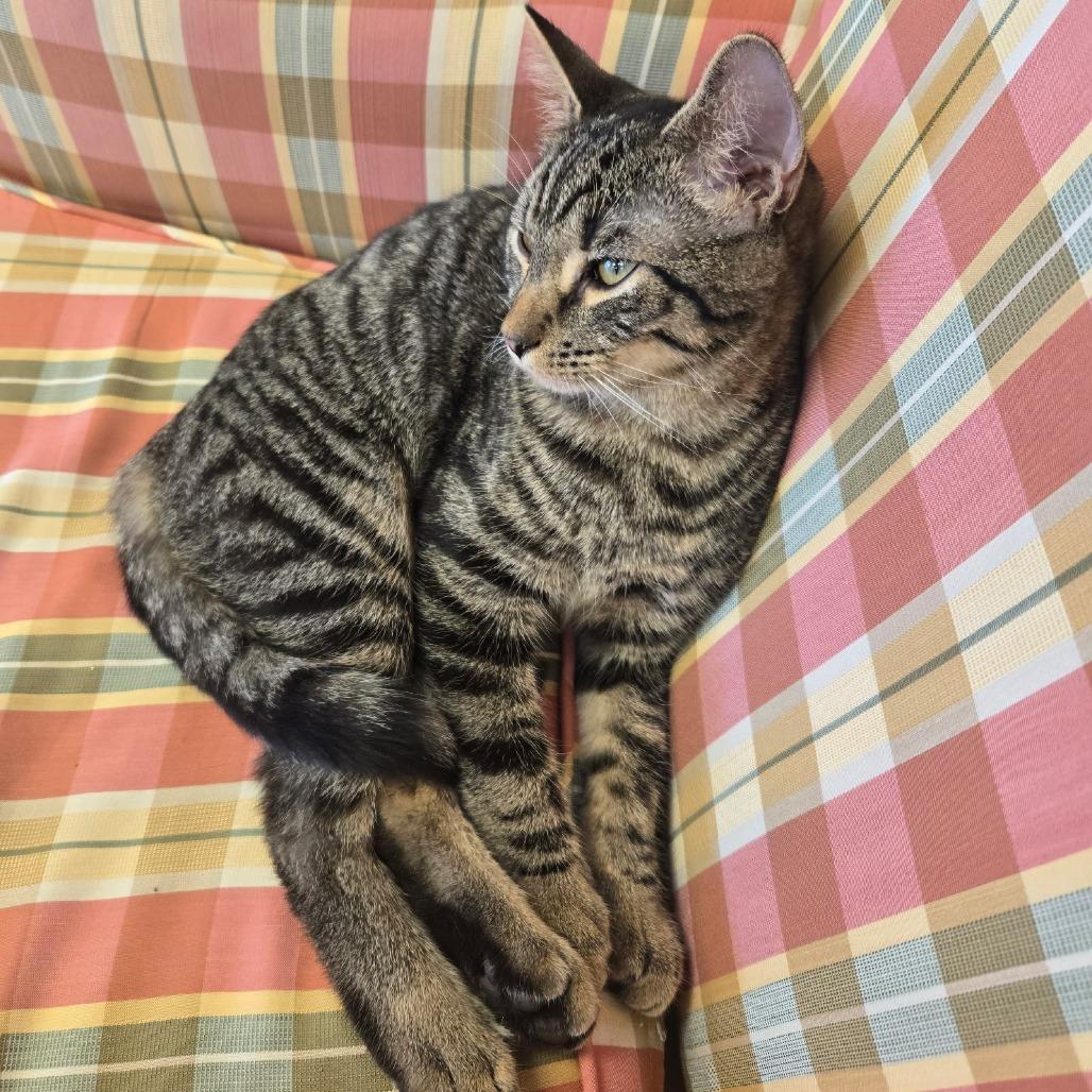 Enlarge Johnny, a Adoptable Domestic Short Hair in Richmond, VA image 2/5