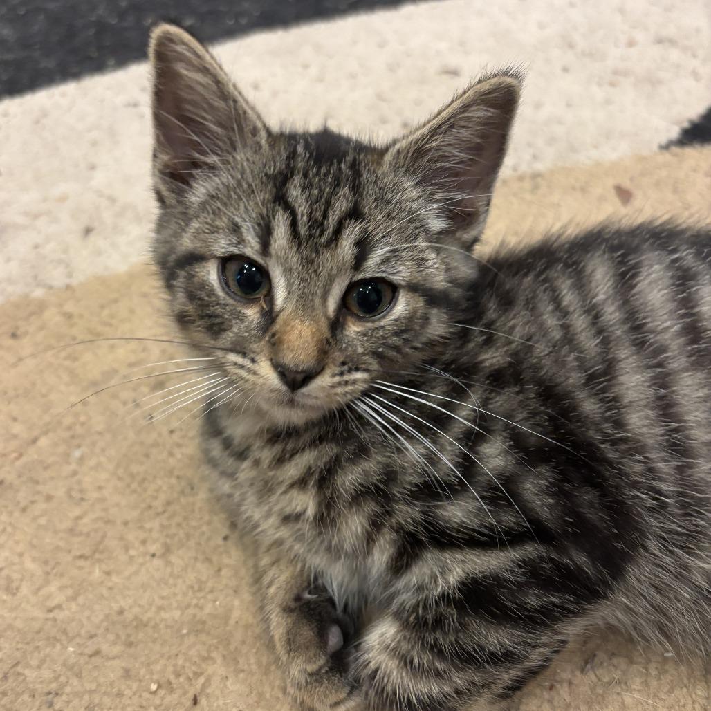 Enlarge Johnny, a Adoptable Domestic Short Hair in Richmond, VA image 4/6