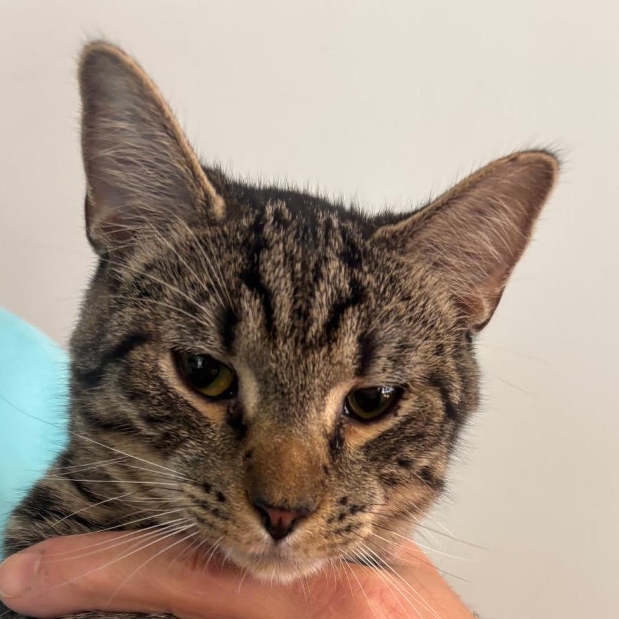 Enlarge Johnny, a Adoptable Domestic Short Hair in Richmond, VA image 3/5